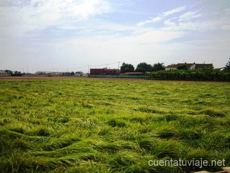 Huerta de Alboraia (València)